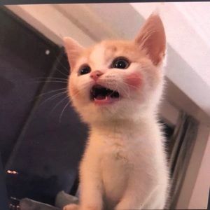 Meet your Posher, Kyleigh